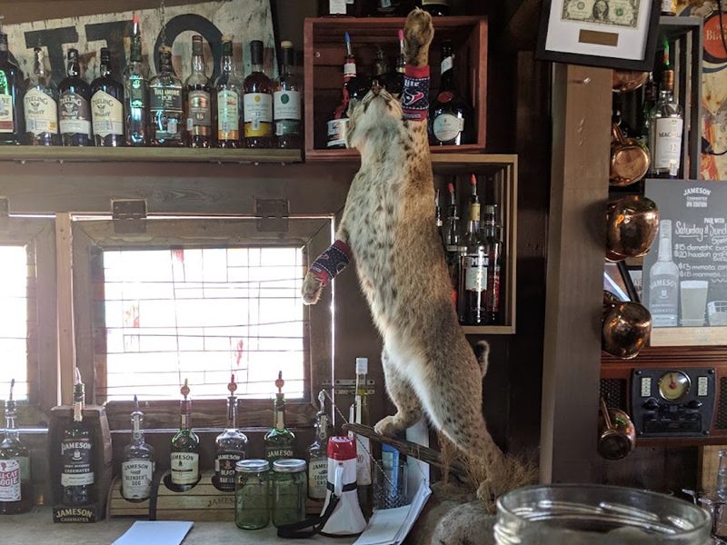 Bobcat Teddy's Icehouse interior